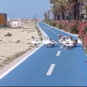 kazlar tatilcilerin gozdesi YMK3BbxH