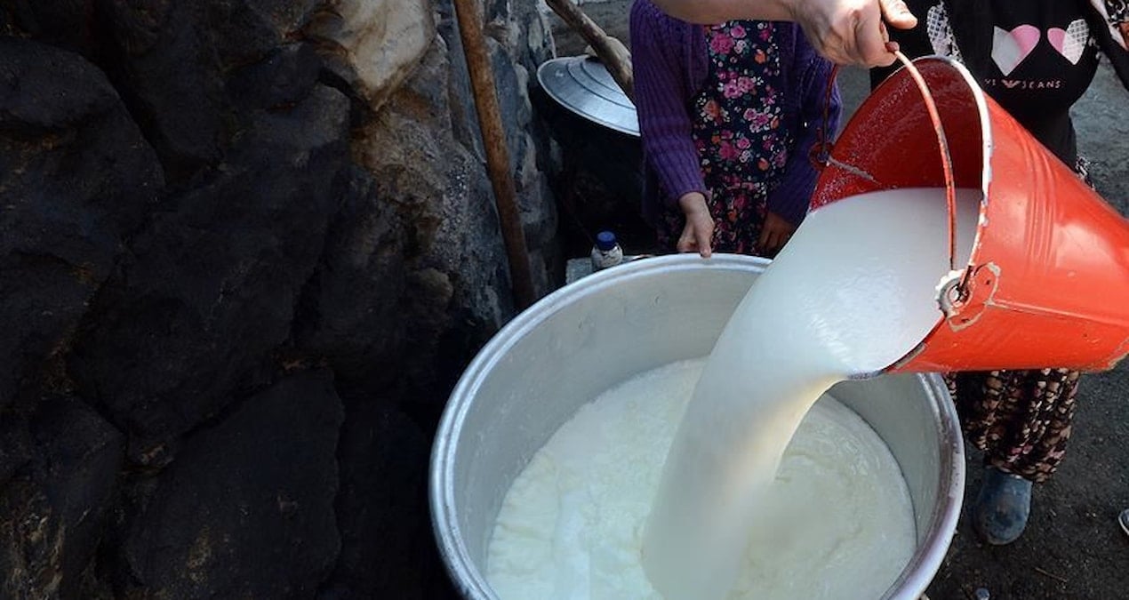 inek sutu uretimi agustosta azaldi eVGrji3q.jpg