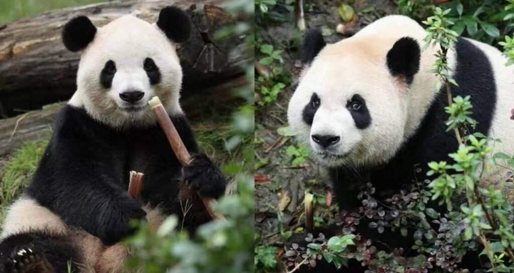 cin-ve-abd-iliskilerinin-yuku-bu-iki-ayinin-omuzlarinda-bDWMGlHm