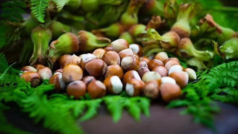 Giresun Yağlı Fındığı ve Kısırlık İlişkisi Üzerine Yapılan Araştırma