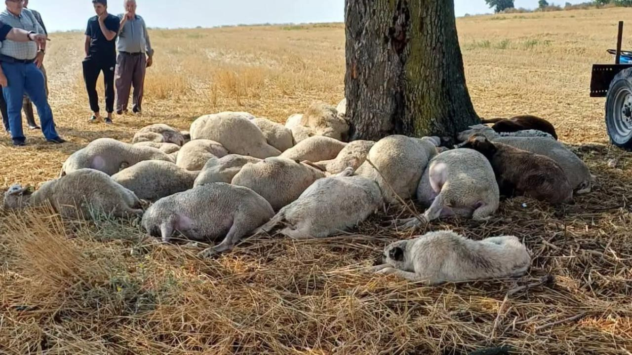 Yagmurdan kacarken felaketi yasadilar 30 koyun yildirimda oldu YIBvjMOw